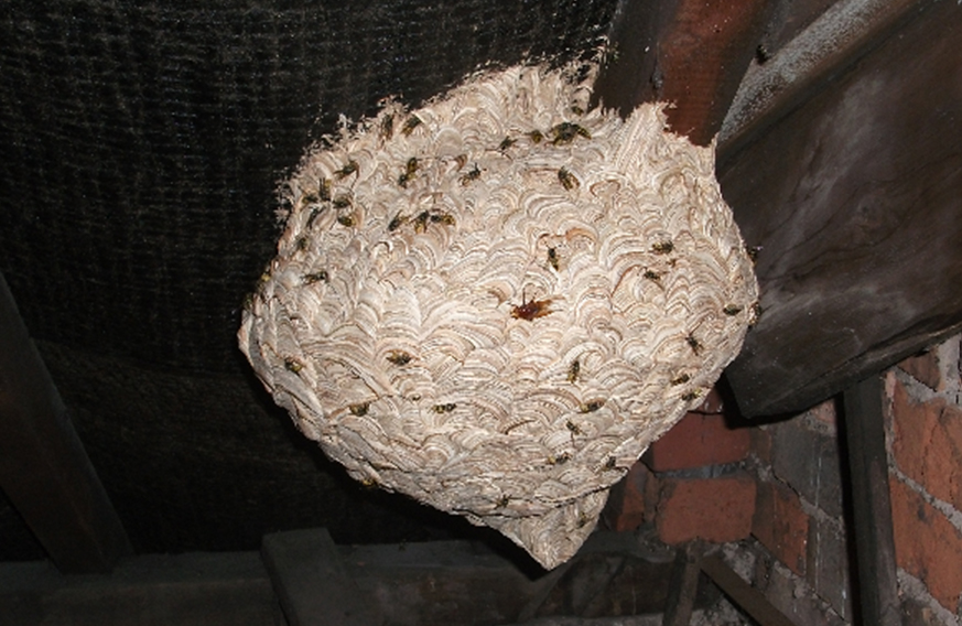 Wasp Nest